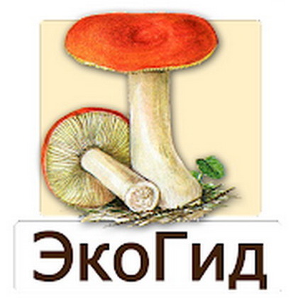 ЭкоГид: Грибы - Определитель для андроид