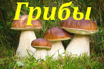 Грибы - приложение для андроида